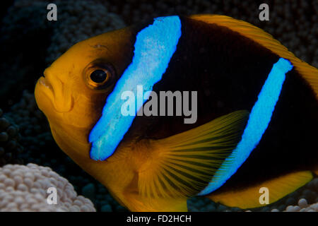 Orange-fin anemonefish (Amphiprion chrysopterus) in its host anenome, Fiji. Stock Photo
