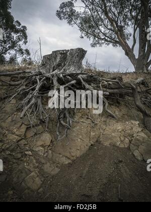 Los Angeles, California, USA. 21st July, 2013. The dry roots of a dead stump cling to the dry hillside of Elysian Park. © Fred Hoerr/ZUMA Wire/Alamy Live News Stock Photo