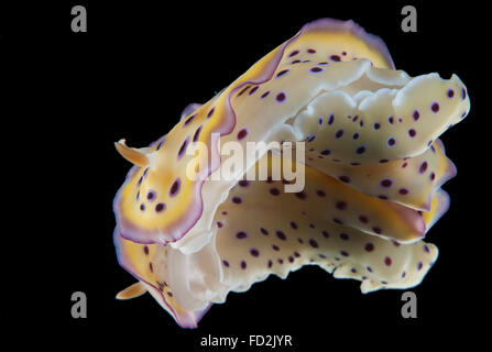 Chromodoris kuniei nudibranch, Beqa Lagoon, Fiji. Stock Photo