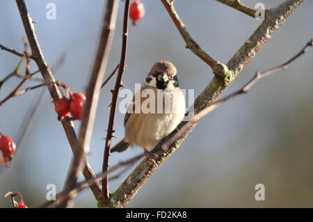 Tree Sparrow (Passer montanus) Stock Photo