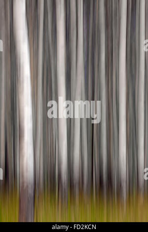 Abstract image of motion blurred aspen tree trunks in forest Stock Photo