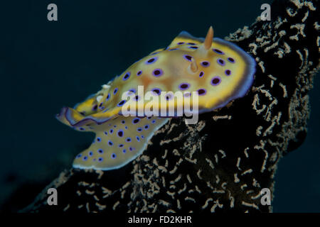 Chromodoris kuniei nudibranch, Beqa Lagoon, Fiji. Stock Photo