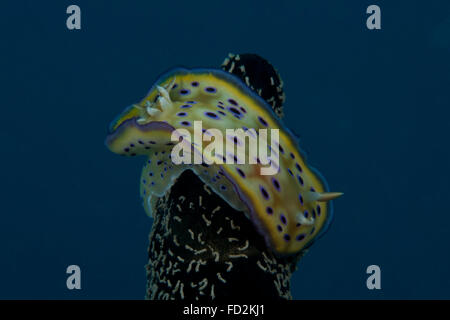 Chromodoris kuniei nudibranch, Beqa Lagoon, Fiji. Stock Photo