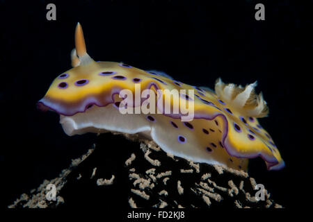 Chromodoris kuniei nudibranch, Beqa Lagoon, Fiji. Stock Photo