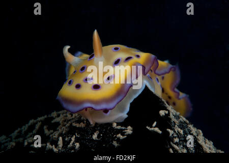 Chromodoris kuniei nudibranch, Beqa Lagoon, Fiji. Stock Photo