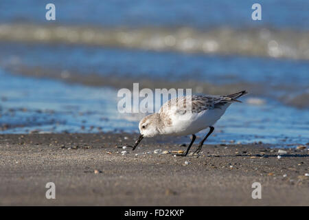 Sanderling (Calidris alba) in non-breeding plumage foraging at the edge of the surf along the North Sea coast in winter Stock Photo