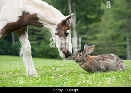 Flemish Giant rabbit and foal Stock Photo