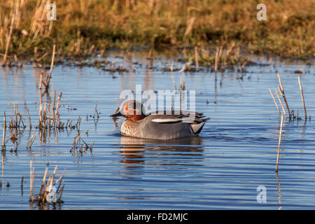 Eurasian teal / common teal (Anas crecca) male swimming in pond Stock Photo