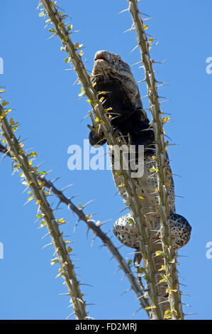 Cape spinytail iguana / Cape Spiny-tailed Iguana / (Ctenosaura hemilopha macrolopha) basking on ocotillo, native to Mexico Stock Photo