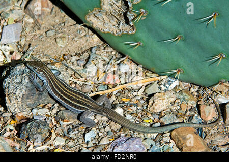 Sonoran Spotted Whiptail Aspidoscelis sonorae Arizona-Sonora Desert ...