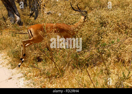 Impala are diurnal, most active shortly after dawn and before dusk. They spend the night feeding and resting. Dainty antelopes Stock Photo