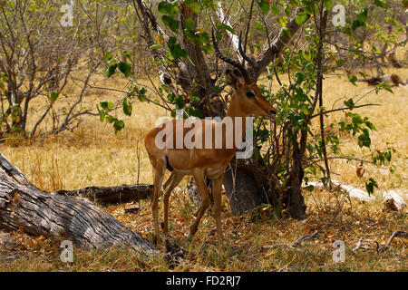 Impala are diurnal, most active shortly after dawn and before dusk. They spend the night feeding and resting. Dainty antelopes Stock Photo