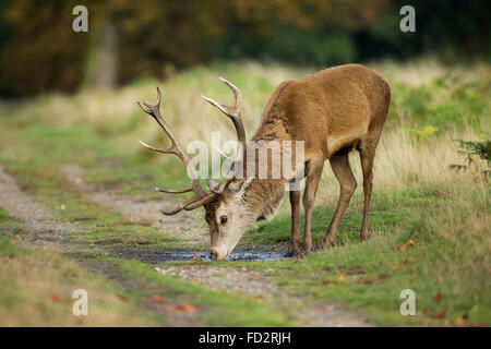 Red deer (Cervus elaphus) stag drinking from a puddle during rutting season