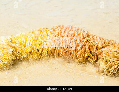 Intricate, Bizarre but interestingly beautiful Lighting Whelk sea snail egg casings strewn about the beach in soft color palette Stock Photo