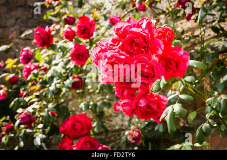 Rosa Paul's Scarlet in flower Stock Photo