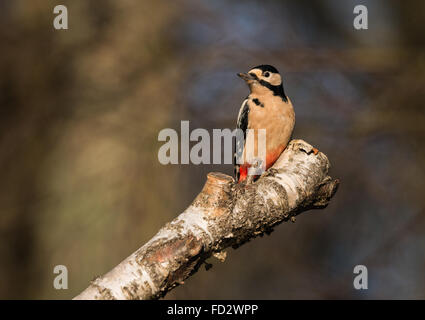 Great Spotted Woodpecker Dendrocopos major on Silver Birch Stock Photo