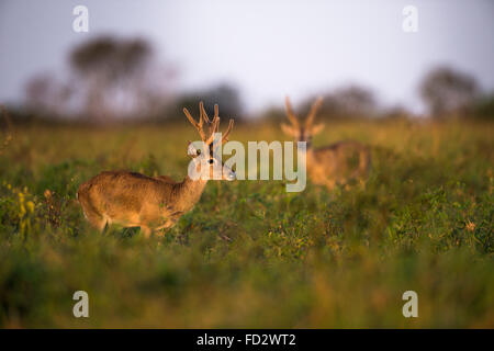 A male Pampas Deer in Brazil Stock Photo