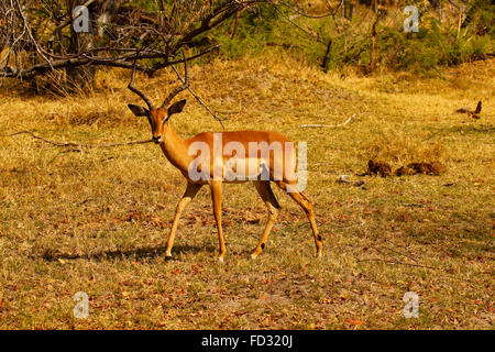 Impala are diurnal, most active shortly after dawn and before dusk. They spend the night feeding and resting. Dainty antelopes Stock Photo