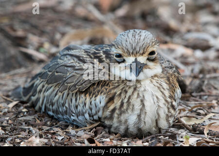 Bush Stone-curlew (Burhinus grallarius) sitting on nest Stock Photo