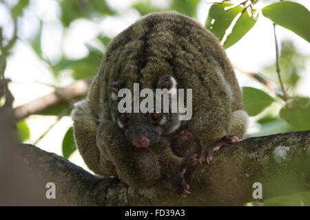Green Ring-tailed Possums (Pseudochirops archeri) Stock Photo
