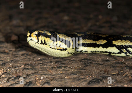 Jungle Carpet Python (Morelia spilota cheyni) Stock Photo