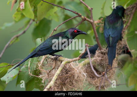 Metallic Starling (Aplonis metallica) Stock Photo