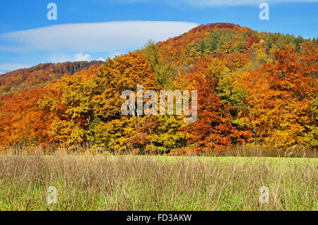 Forest with leaves in autumn colors, in the foreground meadow, forested mountain in the background Stock Photo