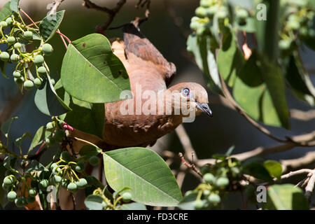 Brown Cuckoo-dove (Macropygia phasianella) Stock Photo