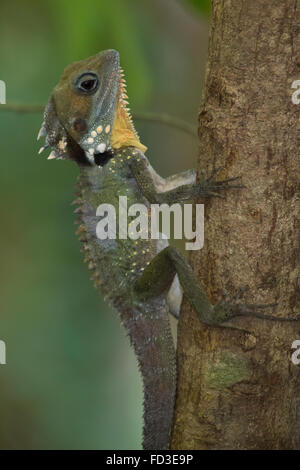 Boyd's Forest Dragon (Hypsilurus boydii) on a vertical tree trunk Stock Photo