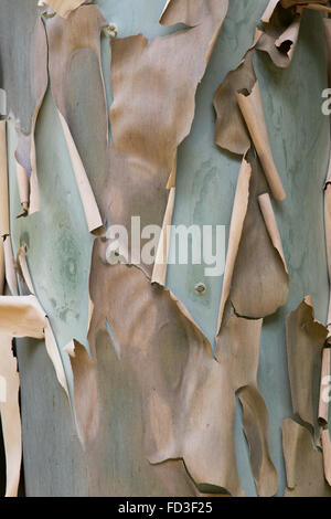 paper-like bark peeling from the trunk of a Eucalyptus tree Stock Photo