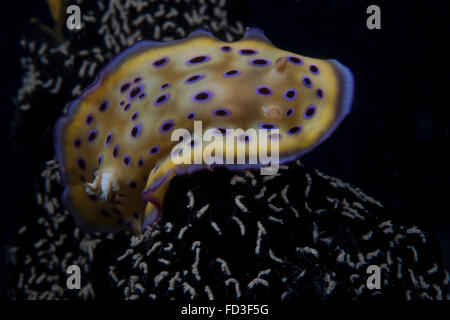 Chromodoris kuniei nudibranch, Beqa Lagoon, Fiji. Stock Photo