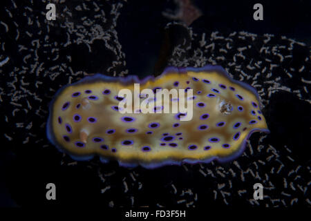 Chromodoris kuniei nudibranch, Beqa Lagoon, Fiji Stock Photo - Alamy