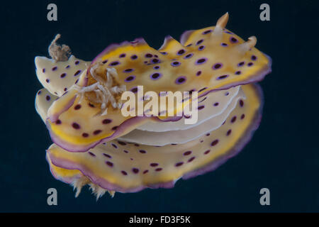 Chromodoris kuniei nudibranch, Beqa Lagoon, Fiji. Stock Photo