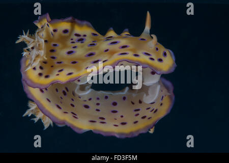 Chromodoris kuniei nudibranch, Beqa Lagoon, Fiji. Stock Photo