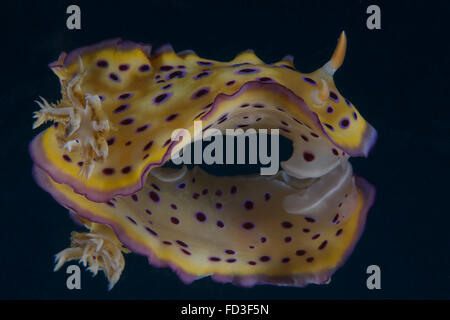 Chromodoris kuniei nudibranch, Beqa Lagoon, Fiji. Stock Photo