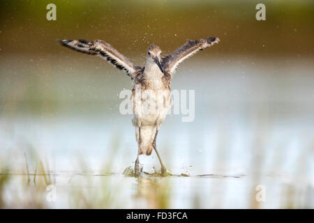 Willet, in a winter plumage, jumping up after taking a bath / cleaning at the Fort De Soto Park, Florida Stock Photo