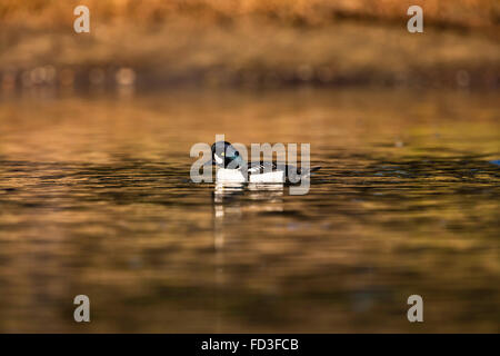 Adult male Barrow's Goldeneye (Bucephala islandica) swimming in a lake Stock Photo