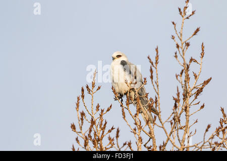 Adult White-tailed Kite perched a top of a tree searching for prey in San Francisco Bay Area, California Stock Photo