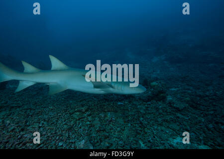 A large tawny nurse shark (Nebrius ferrugineus) on a deep Fijian reef. Stock Photo