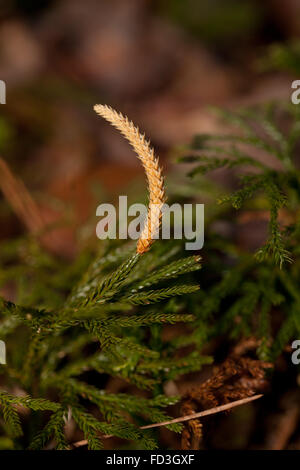 Club moss, Lycopodium spp, close up with spores Stock Photo