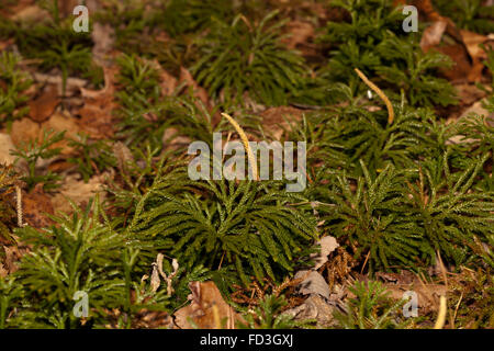 Club moss, Lycopodium spp, close up with spores Stock Photo