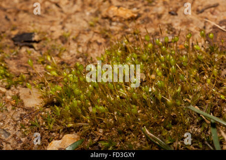 Moss with the reproductive sporophytes growing out of the gametophyte Stock Photo