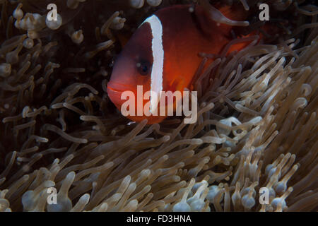 Tomato clownfish in its host anenome, Fiji. Stock Photo