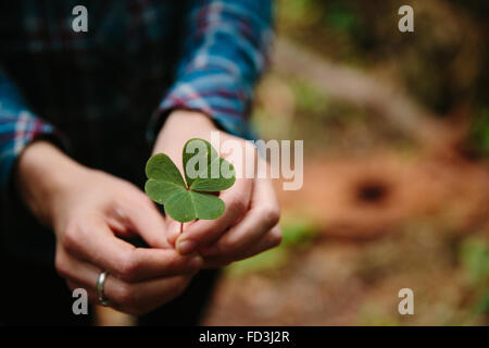 Woman holds clover leaf in her hands Stock Photo