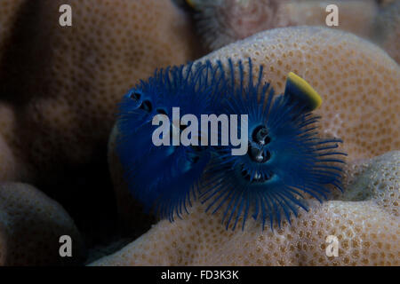 Blue Christmas tree worm (Spirobranchus giganteus) Beqa Lagoon, Fiji Stock Photo