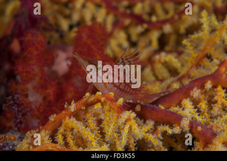 Longnose hawkfish on soft coral, Fiji. Stock Photo