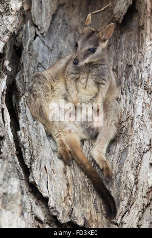 female Mareeba Rock Wallaby (Petrogale mareeba) resting in a hollow log Stock Photo