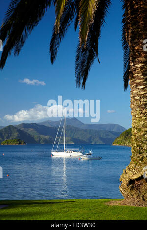 Palm tree and boats moored in Picton Harbour, Marlborough Sounds, South Island, New Zealand Stock Photo