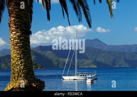 Palm tree and boats moored in Picton Harbour, Marlborough Sounds, South Island, New Zealand Stock Photo