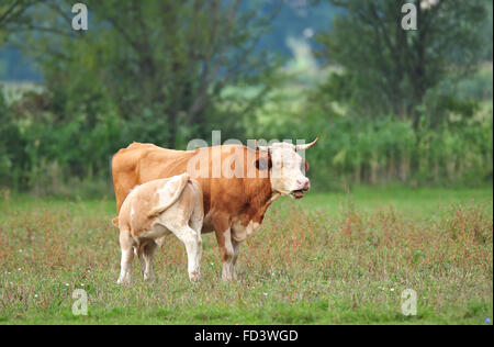 Young calf drinking milk from it's mother cow Stock Photo